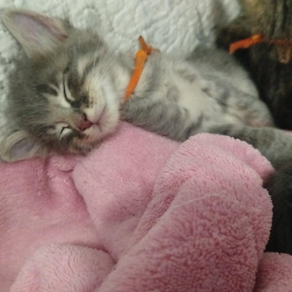 Milo, gato de porte pequeno para adoção em Rio de Janeiro - RJ — foto 3 de 4
