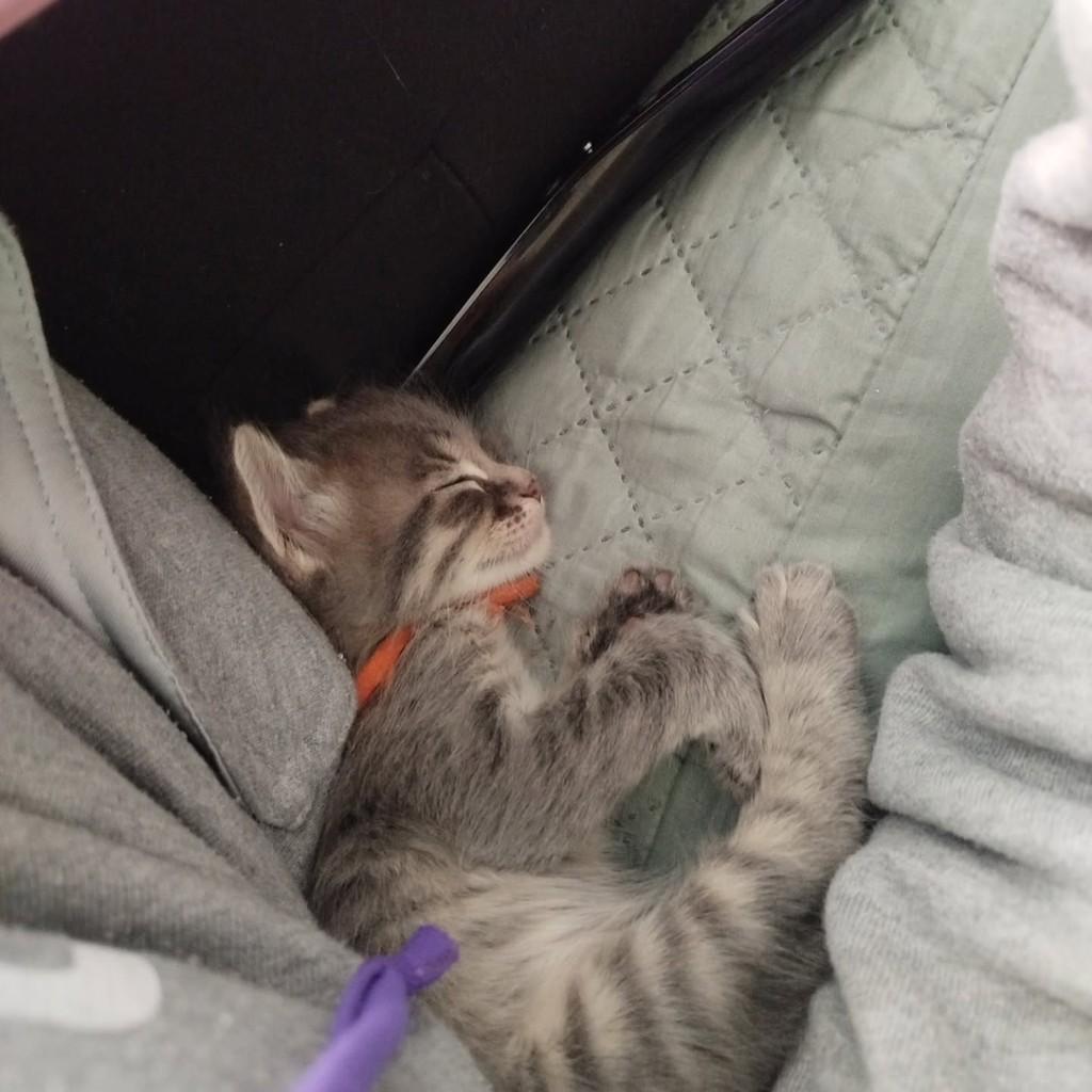 Milo, gato de porte pequeno para adoção em Rio de Janeiro - RJ — foto 4 de 4