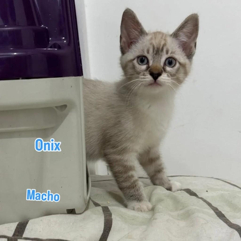 Onix, gato de porte pequeno para adoção em Rio de Janeiro - RJ