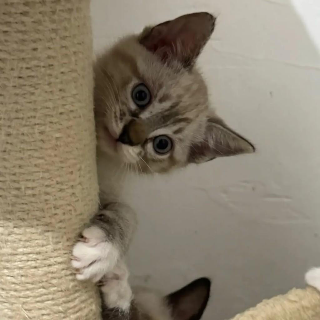 Onix, gato de porte pequeno para adoção em Rio de Janeiro - RJ — foto 2 de 4