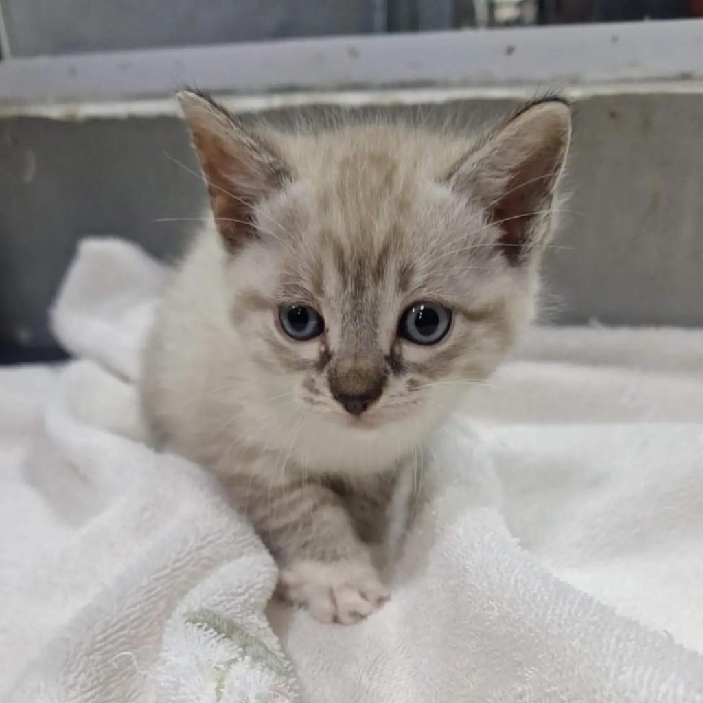 Onix, gato de porte pequeno para adoção em Rio de Janeiro - RJ — foto 3 de 4