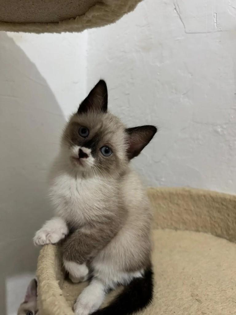 Ambar, gata de porte pequeno para adoção em Rio de Janeiro - RJ