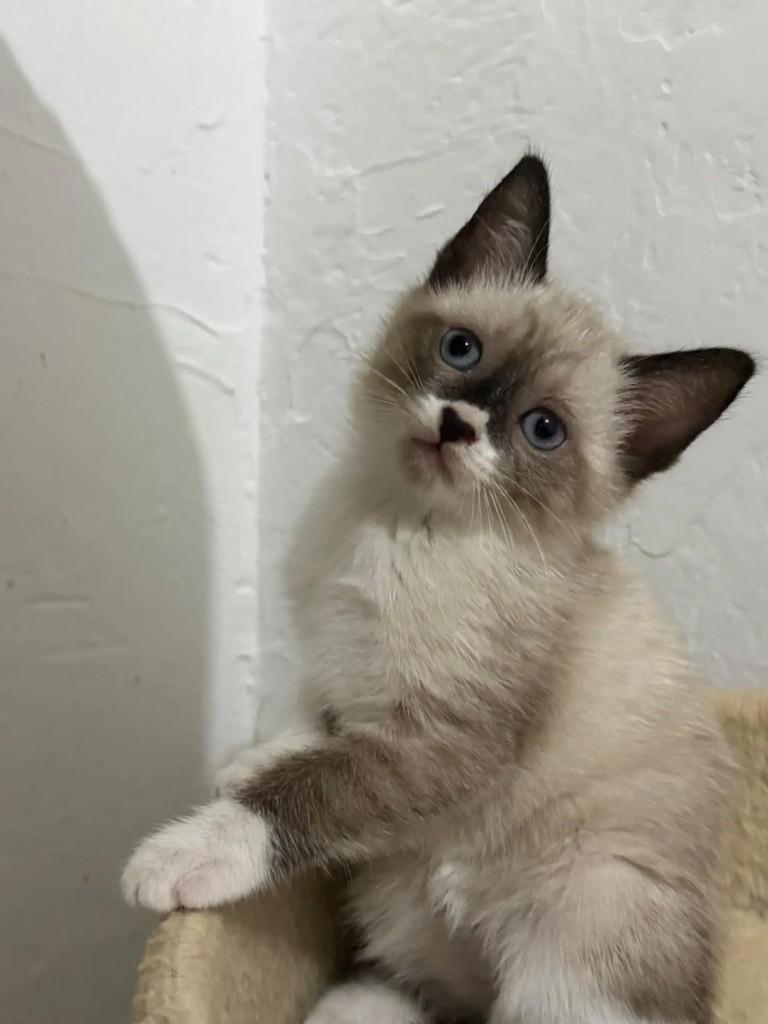 Ambar, gata de porte pequeno para adoção em Rio de Janeiro - RJ — foto 2 de 6