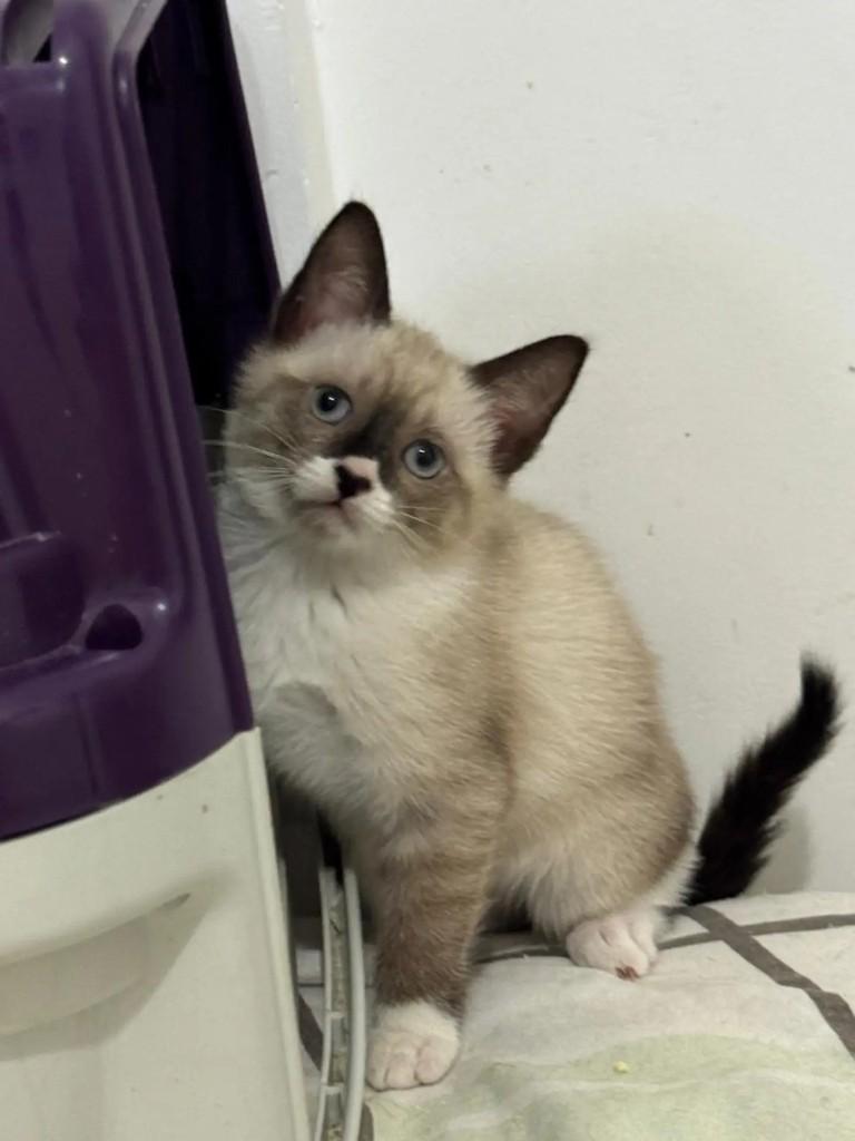 Ambar, gata de porte pequeno para adoção em Rio de Janeiro - RJ — foto 3 de 6