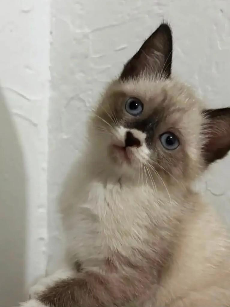 Ambar, gata de porte pequeno para adoção em Rio de Janeiro - RJ — foto 4 de 6