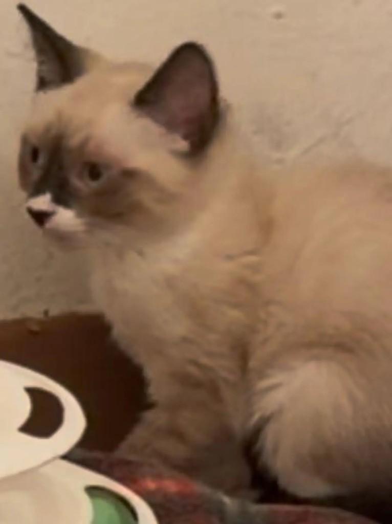 Ambar, gata de porte pequeno para adoção em Rio de Janeiro - RJ — foto 5 de 6