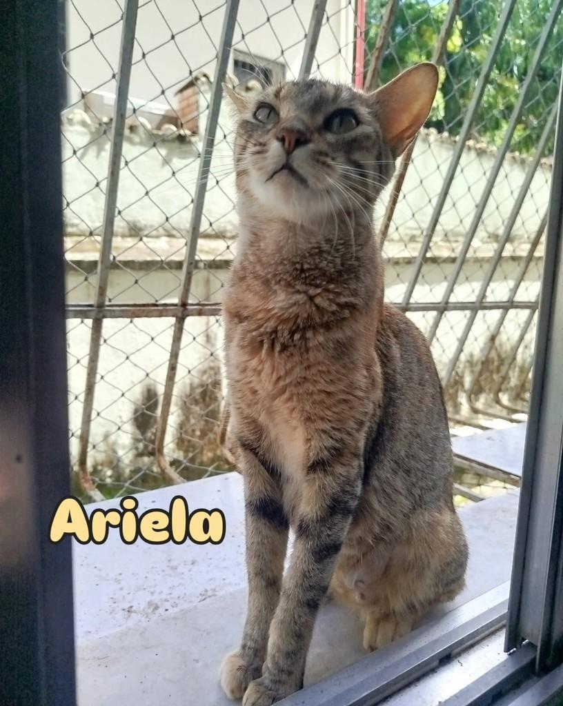 Ariela, gata de porte médio para adoção em Rio de Janeiro - RJ