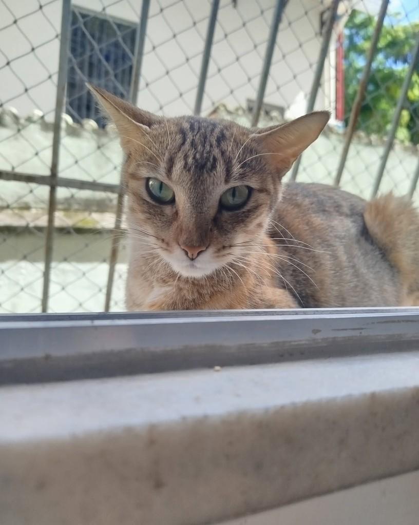 Ariela, gata de porte médio para adoção em Rio de Janeiro - RJ — foto 2 de 5