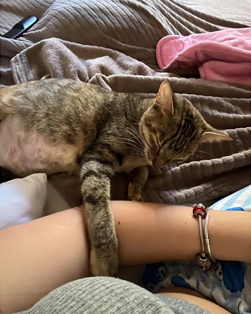 Ariela, gata de porte médio para adoção em Rio de Janeiro - RJ — foto 3 de 5