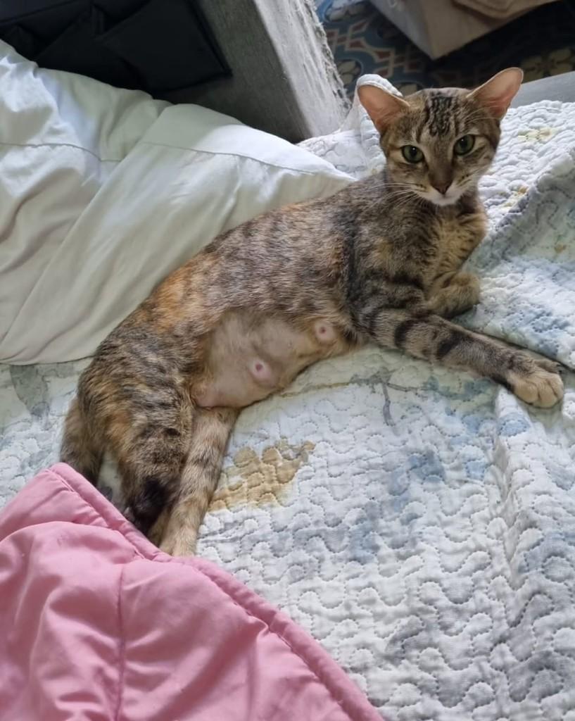 Ariela, gata de porte médio para adoção em Rio de Janeiro - RJ — foto 4 de 5