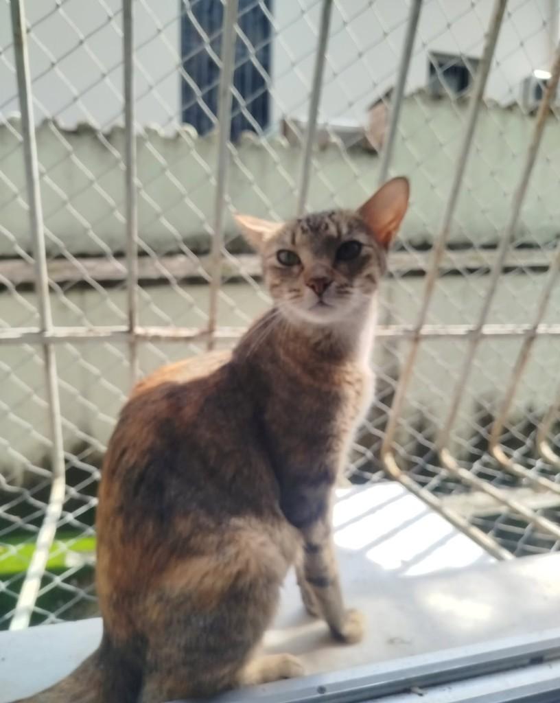 Ariela, gata de porte médio para adoção em Rio de Janeiro - RJ — foto 5 de 5