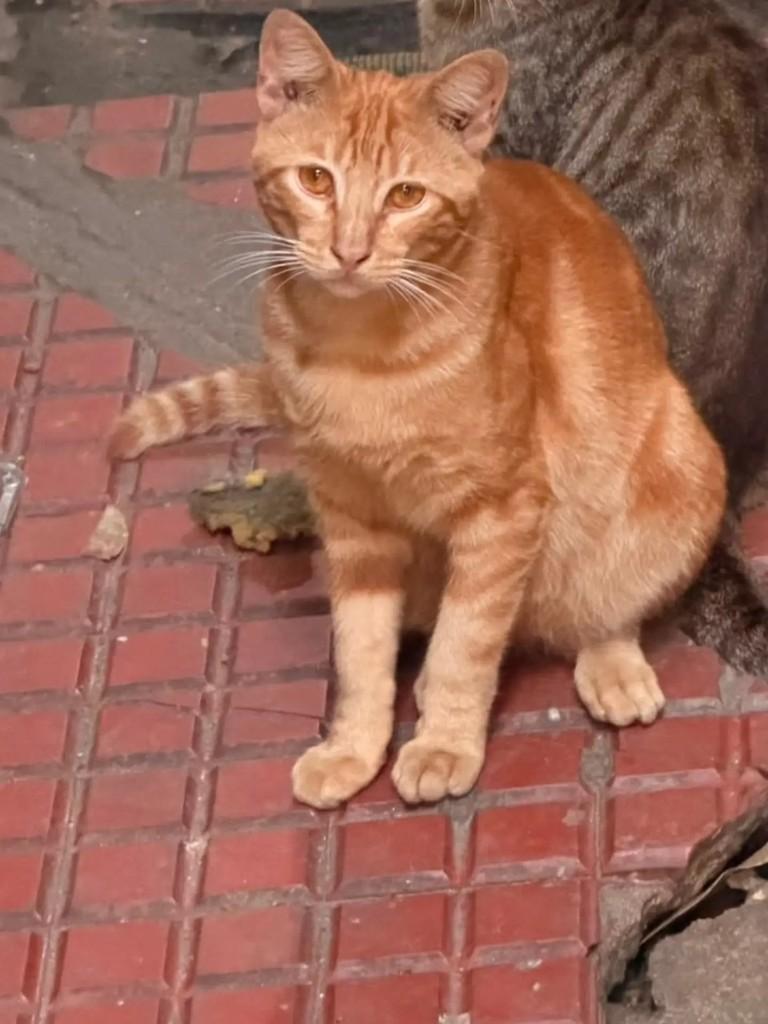 Ele, gato de porte pequeno para adoção em Rio de Janeiro - RJ