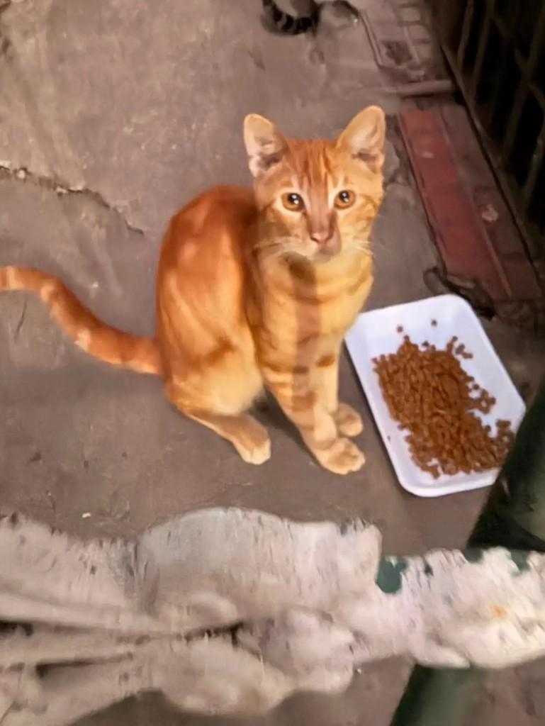Ele, gato de porte pequeno para adoção em Rio de Janeiro - RJ — foto 2 de 4