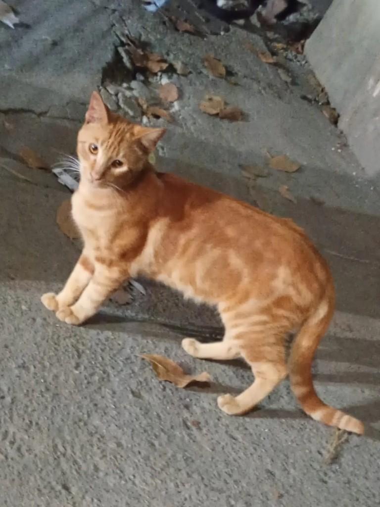 Ele, gato de porte pequeno para adoção em Rio de Janeiro - RJ — foto 3 de 4