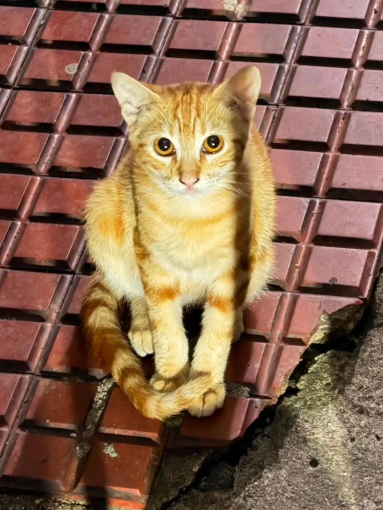 Ele, gato de porte pequeno para adoção em Rio de Janeiro - RJ — foto 4 de 4