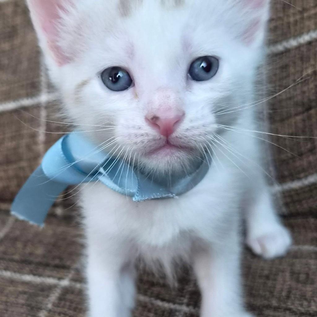 Inácio, gato de porte pequeno para adoção em Rio de Janeiro - RJ