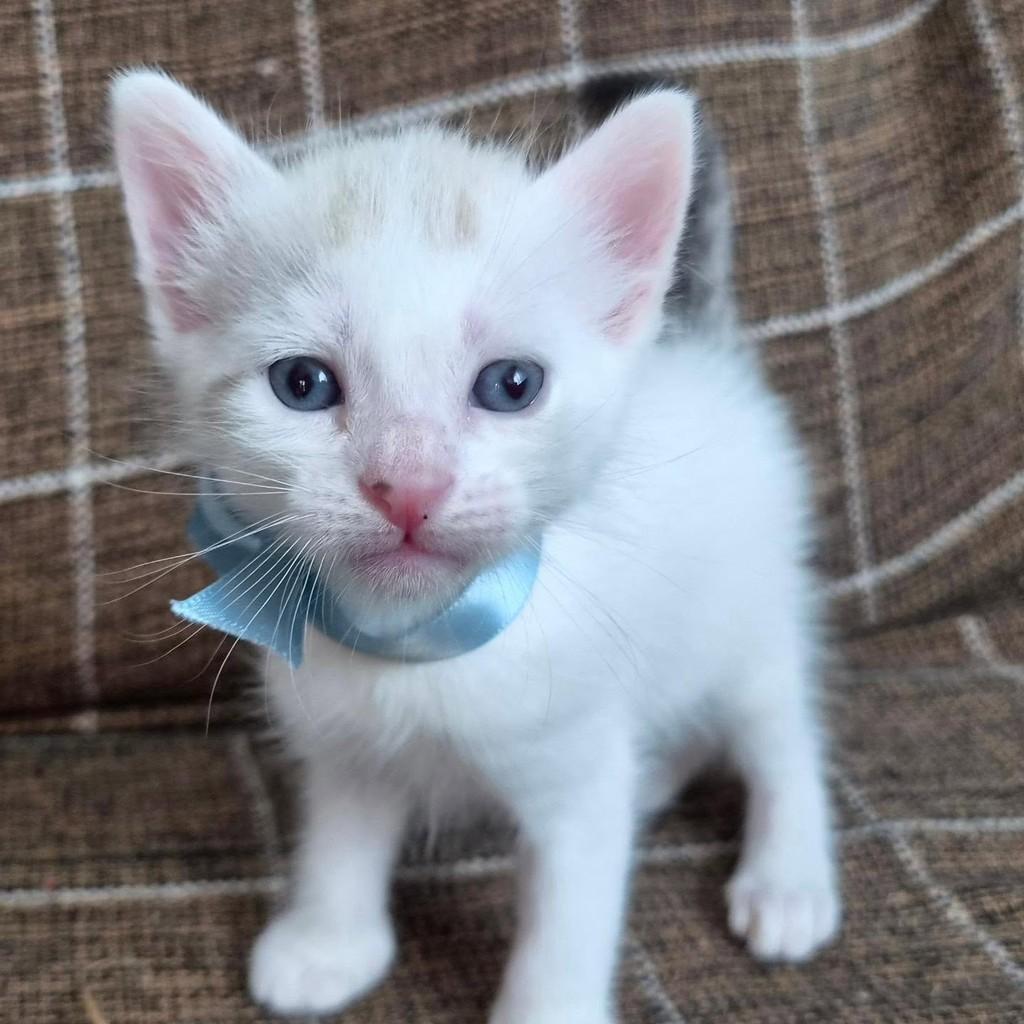 Inácio, gato de porte pequeno para adoção em Rio de Janeiro - RJ — foto 2 de 9