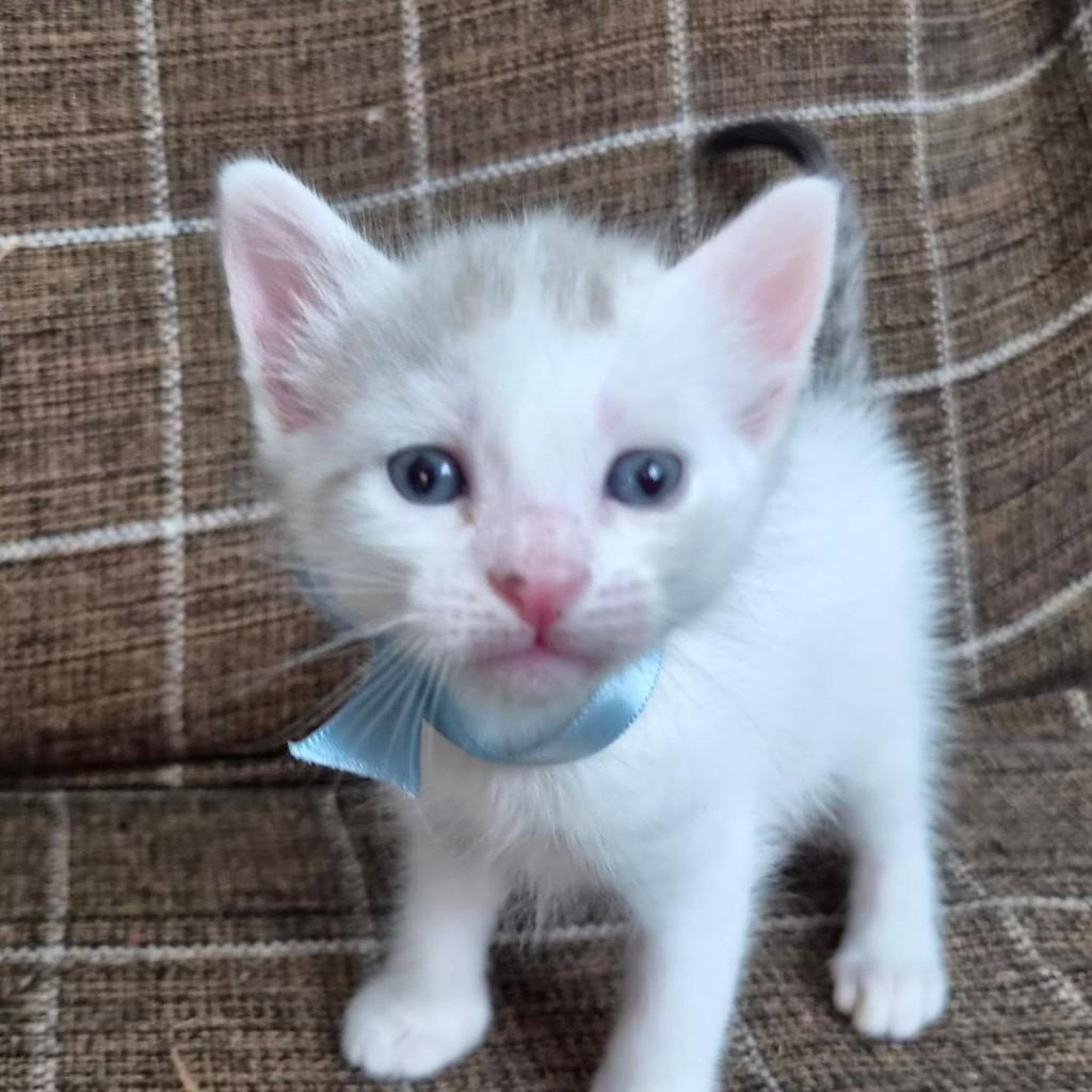 Inácio, gato de porte pequeno para adoção em Rio de Janeiro - RJ — foto 3 de 9