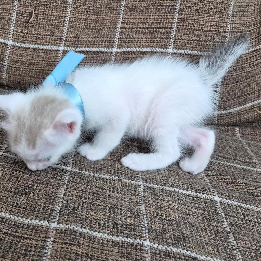 Inácio, gato de porte pequeno para adoção em Rio de Janeiro - RJ — foto 4 de 9