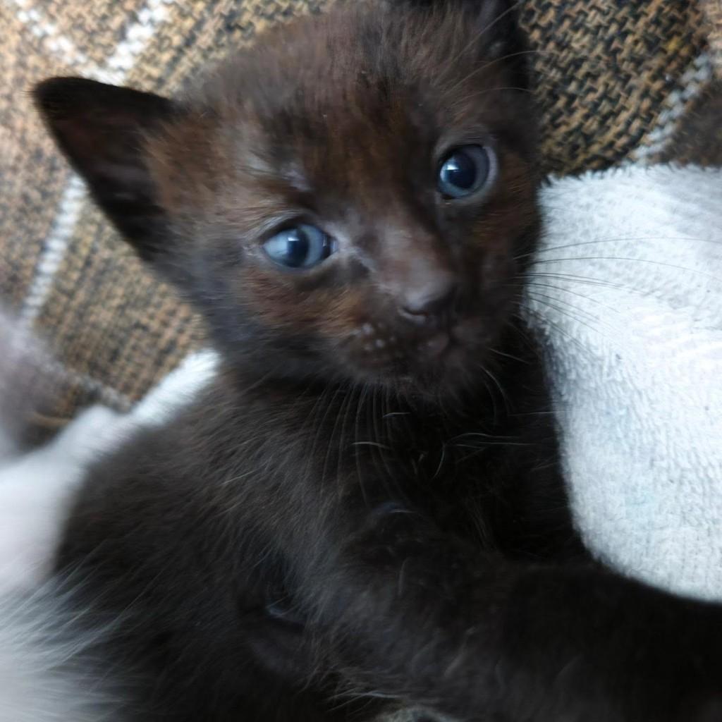 Tony, gato de porte pequeno para adoção em Rio de Janeiro - RJ