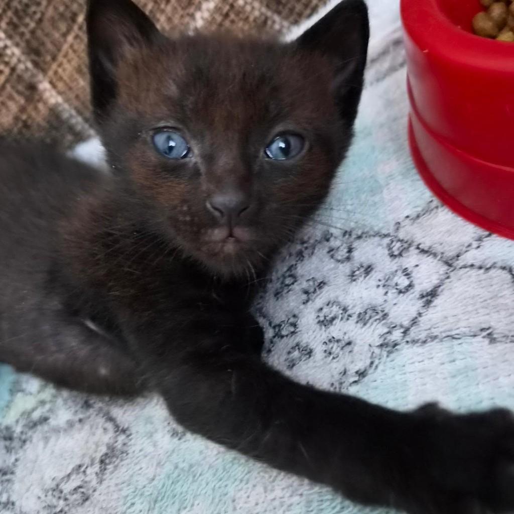 Tony, gato de porte pequeno para adoção em Rio de Janeiro - RJ — foto 2 de 6