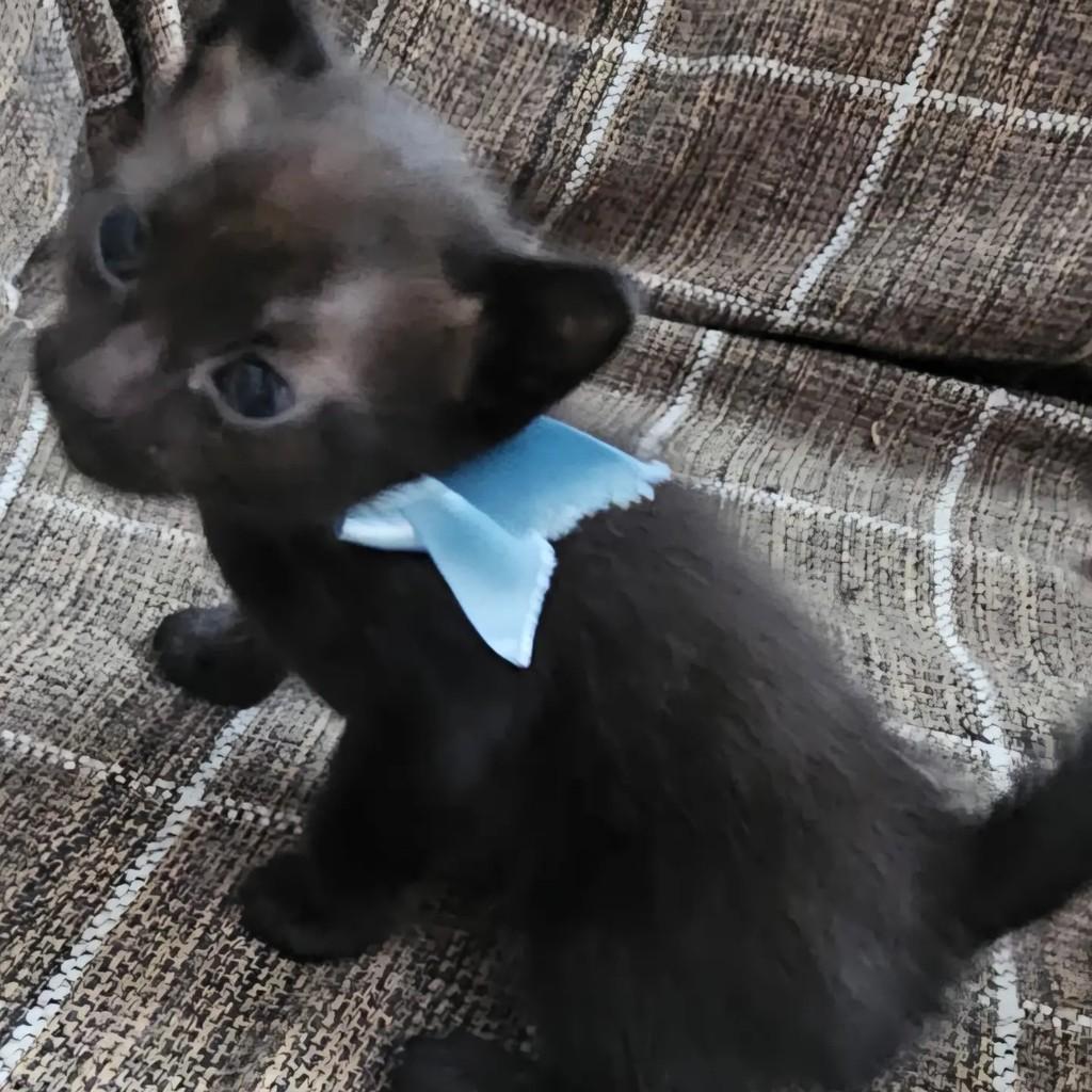 Tony, gato de porte pequeno para adoção em Rio de Janeiro - RJ — foto 3 de 6