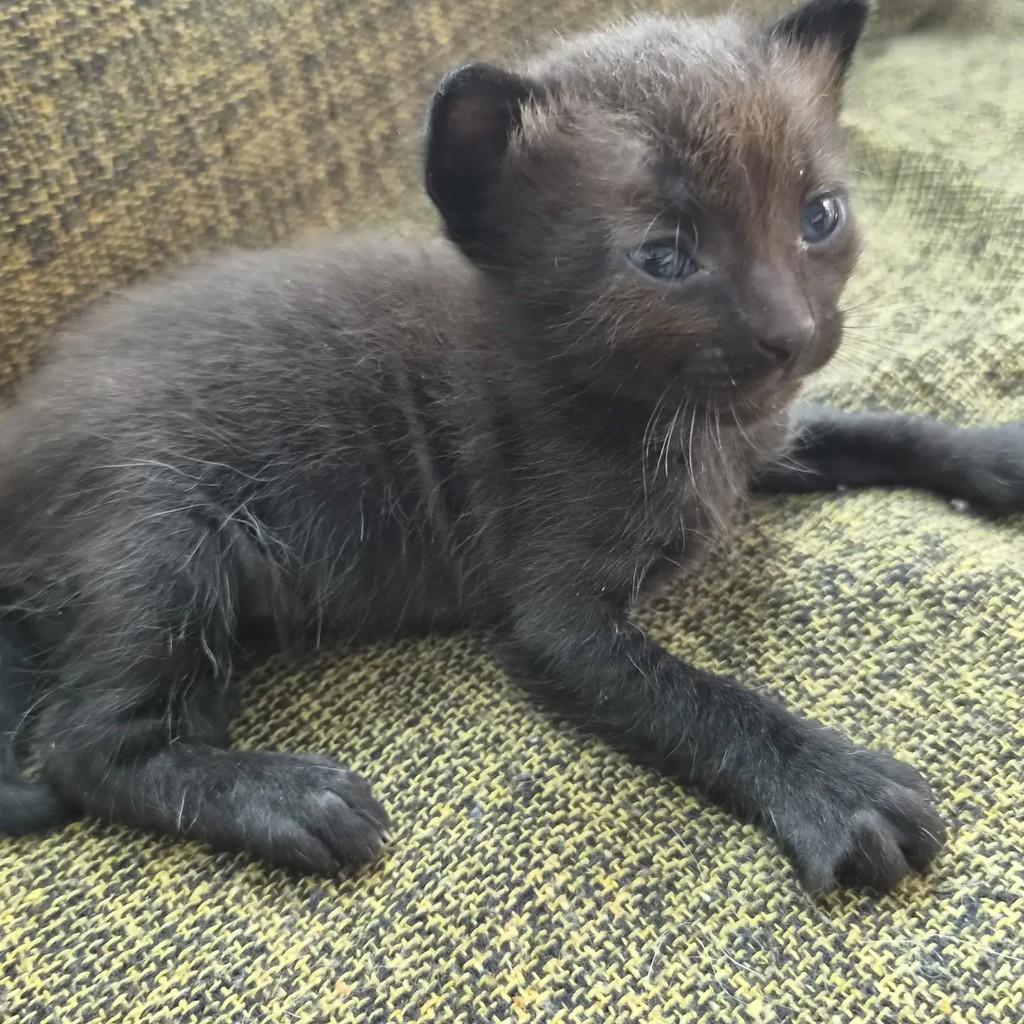 Tony, gato de porte pequeno para adoção em Rio de Janeiro - RJ — foto 5 de 6