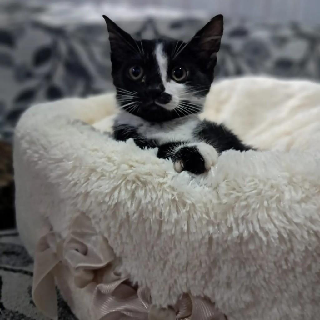 Catarina, gata de porte médio para adoção em Rio de Janeiro - RJ
