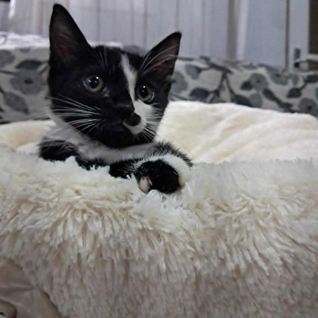 Catarina, gata de porte médio para adoção em Rio de Janeiro - RJ — foto 2 de 3