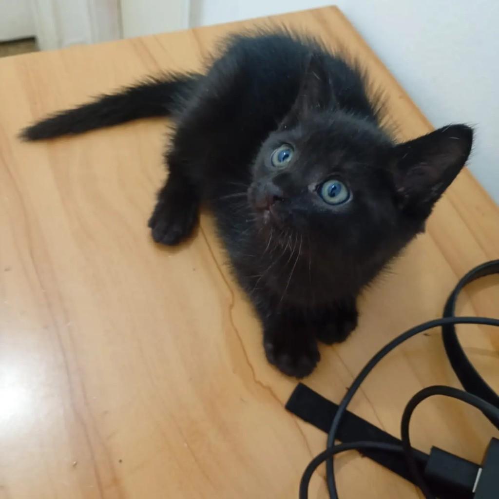 Pretinha, gato de porte pequeno para adoção em Rio de Janeiro - RJ