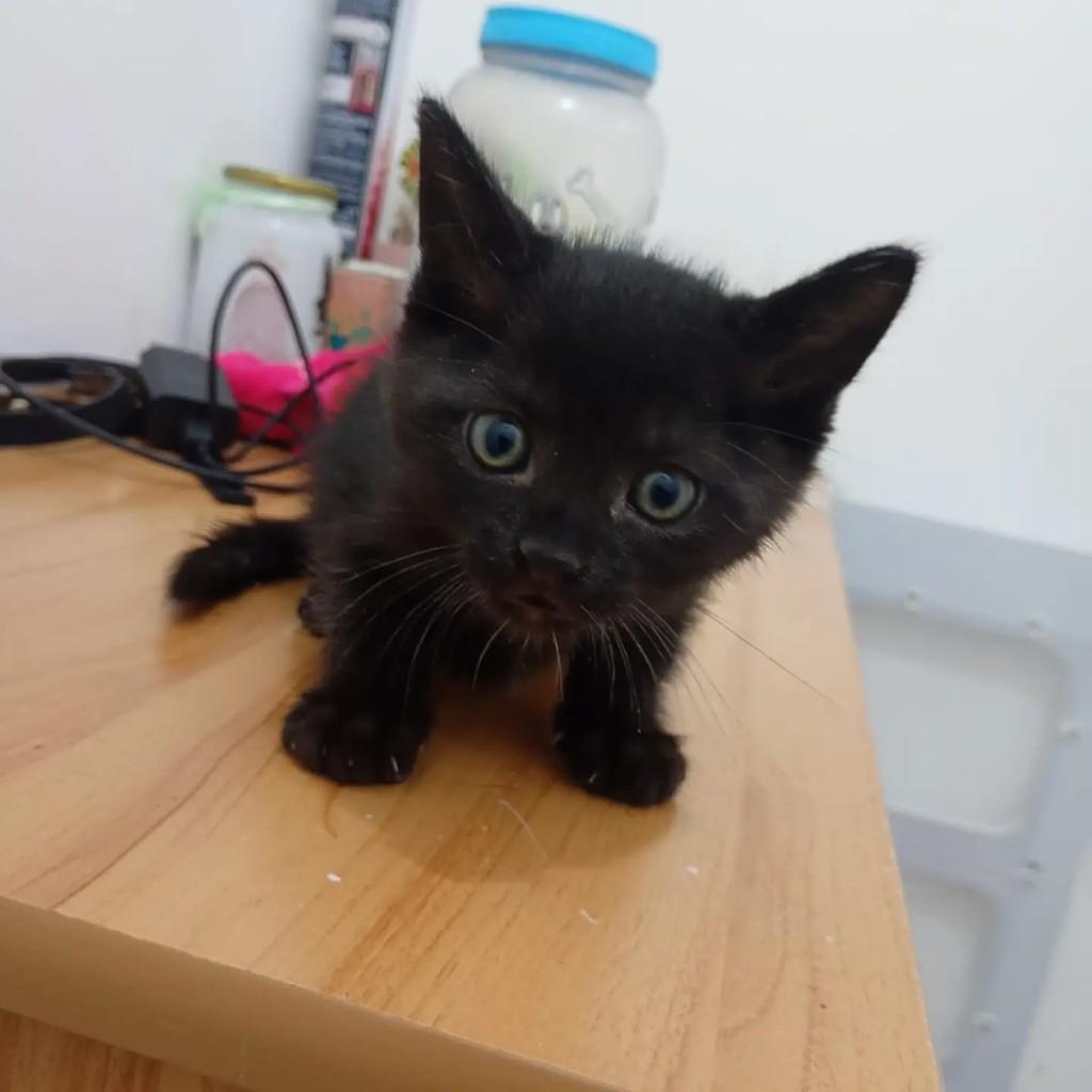 Pretinha, gato de porte pequeno para adoção em Rio de Janeiro - RJ — foto 2 de 4