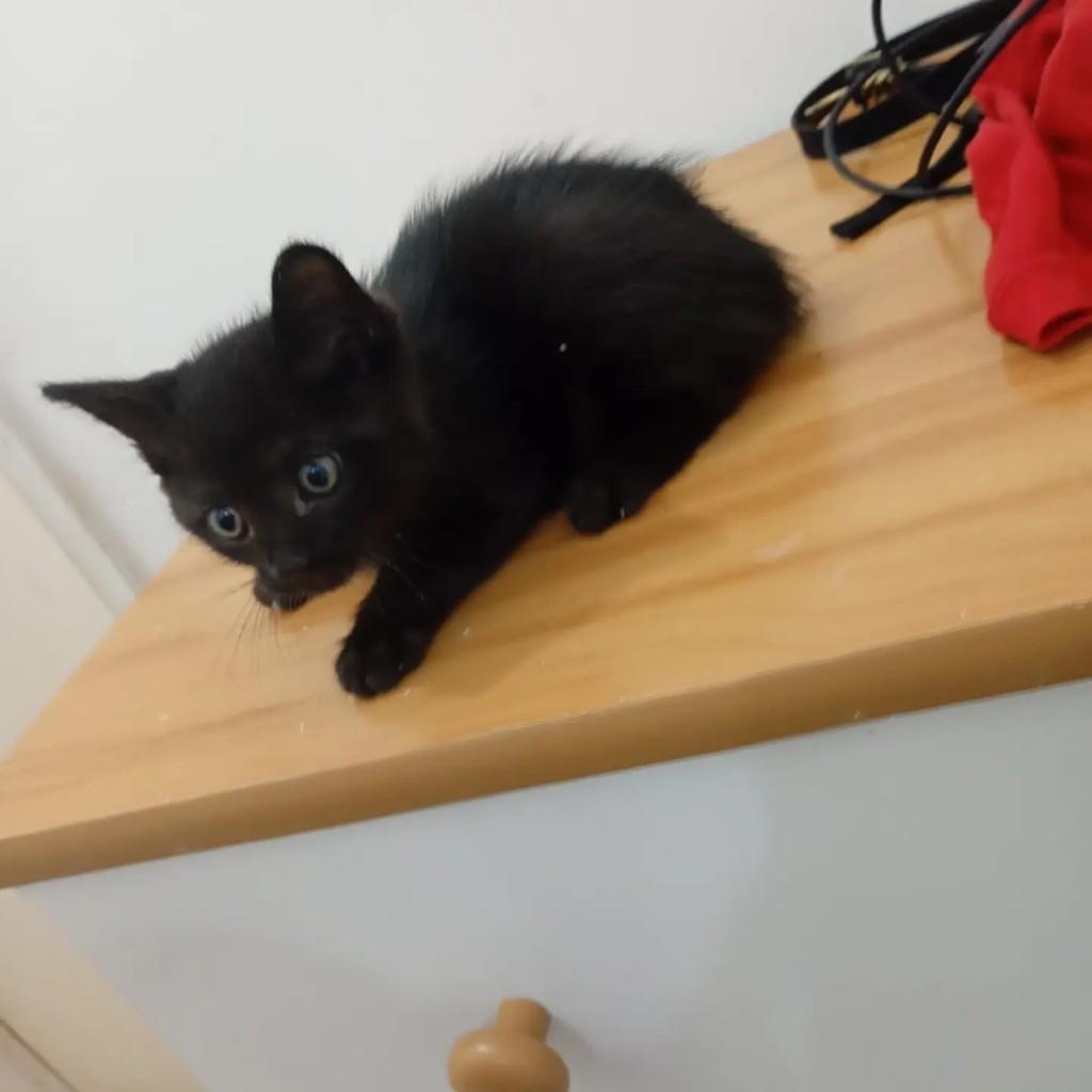 Pretinha, gato de porte pequeno para adoção em Rio de Janeiro - RJ — foto 3 de 4