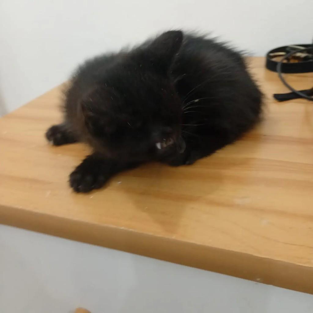 Pretinha, gato de porte pequeno para adoção em Rio de Janeiro - RJ — foto 4 de 4