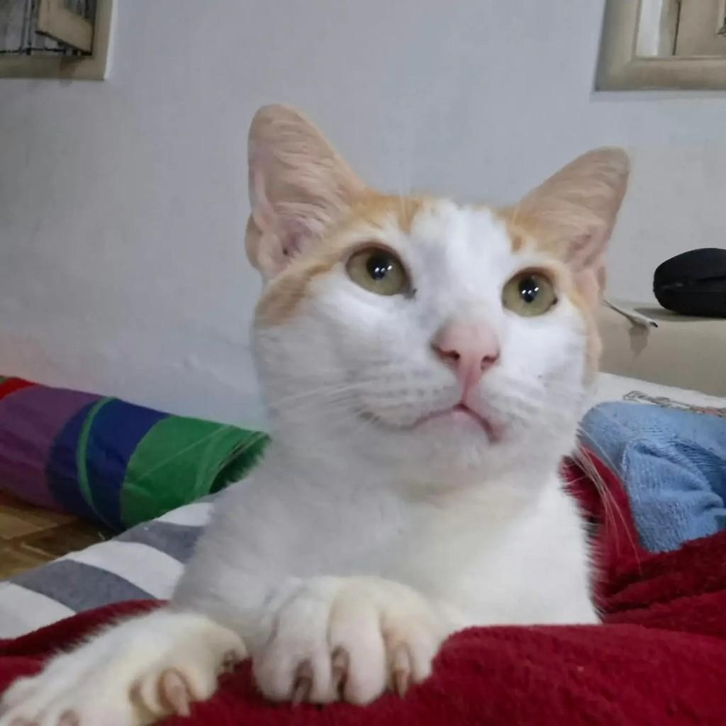Nico, gato de porte médio para adoção em Rio de Janeiro - RJ
