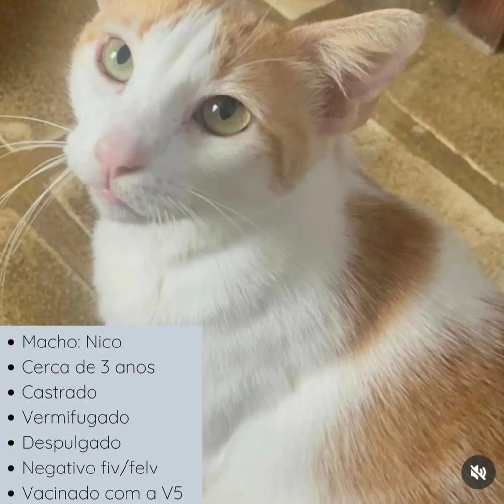 Nico, gato de porte médio para adoção em Rio de Janeiro - RJ — foto 2 de 7