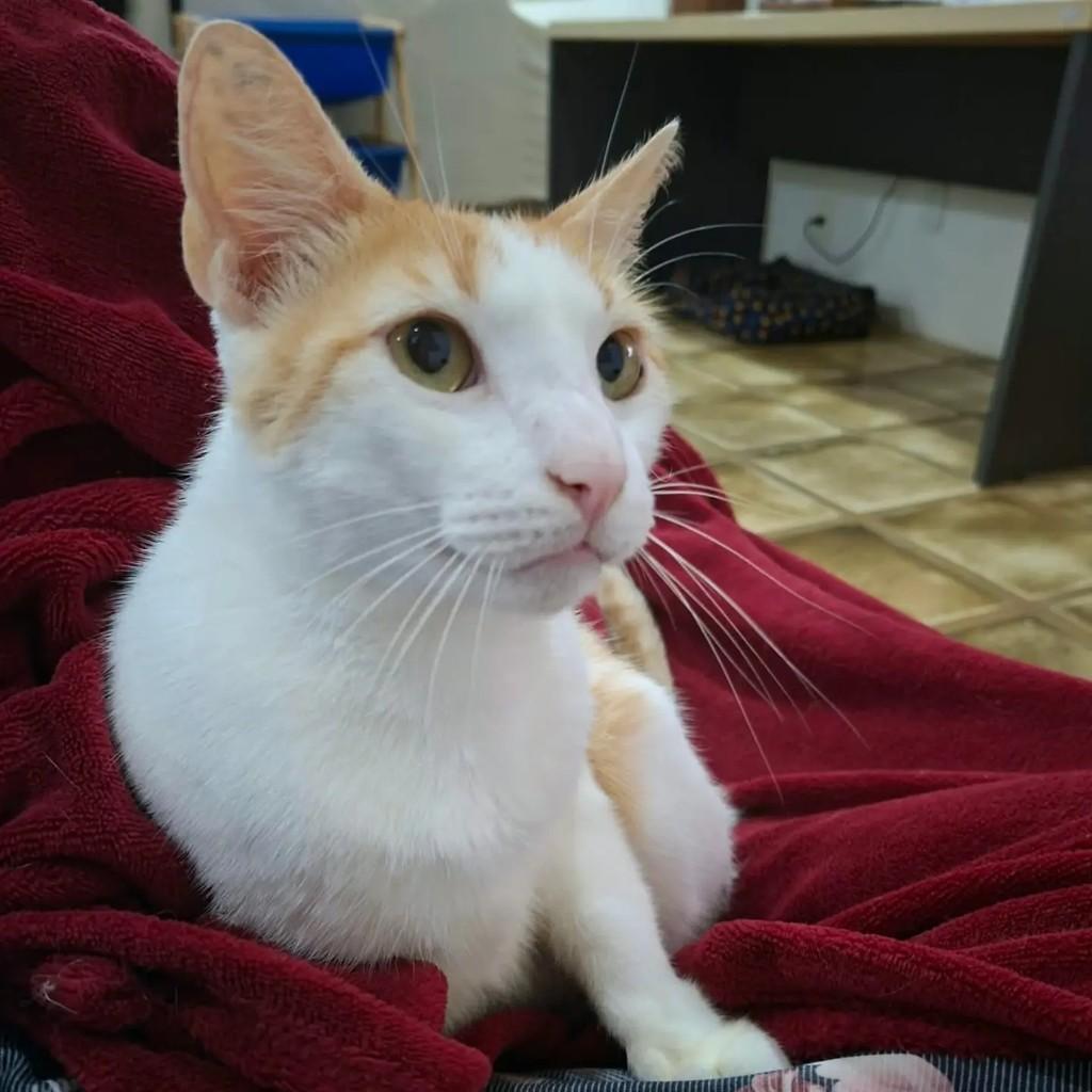 Nico, gato de porte médio para adoção em Rio de Janeiro - RJ — foto 3 de 7