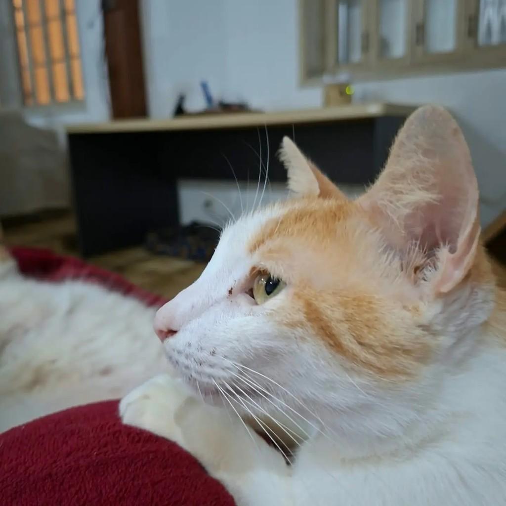 Nico, gato de porte médio para adoção em Rio de Janeiro - RJ — foto 4 de 7