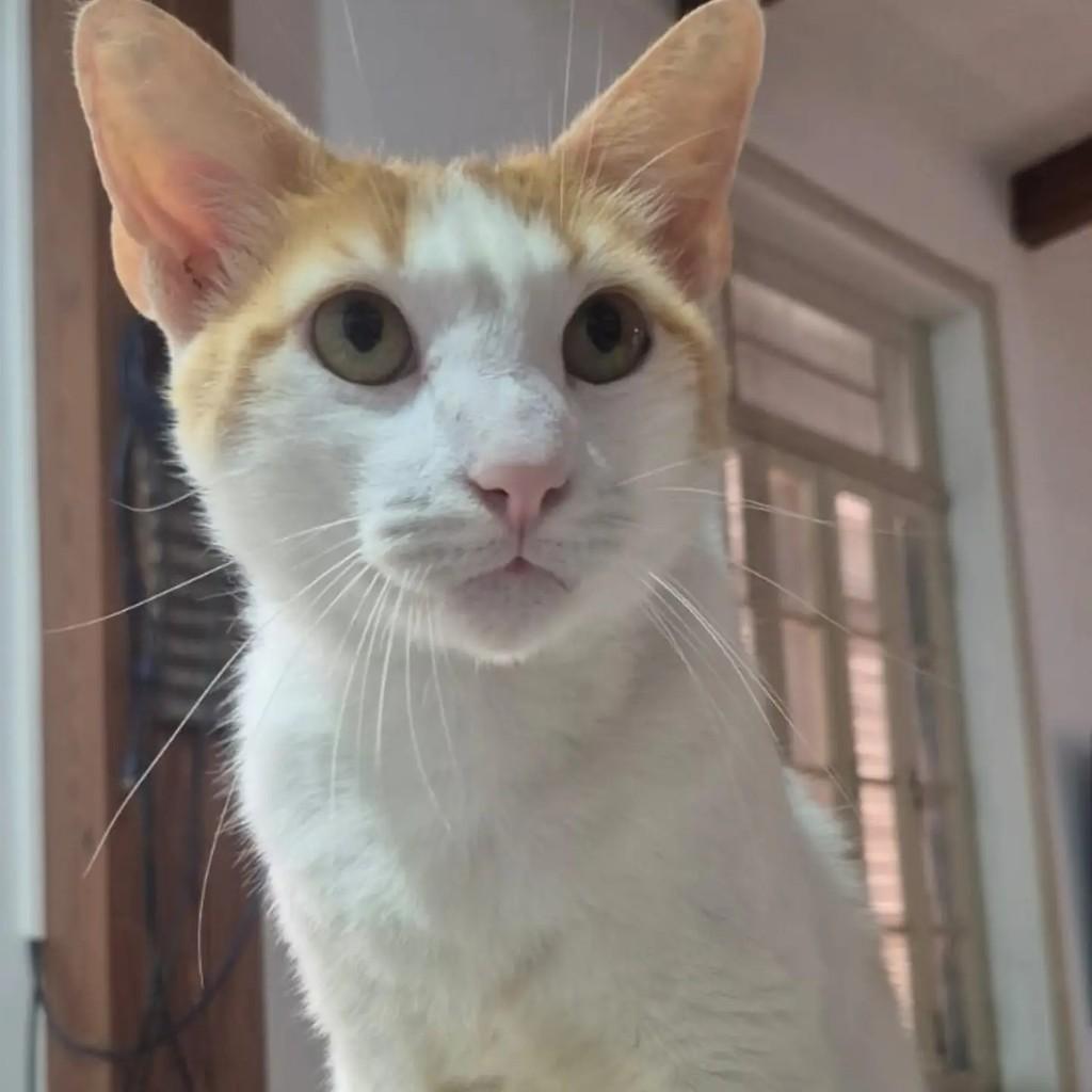 Nico, gato de porte médio para adoção em Rio de Janeiro - RJ — foto 5 de 7