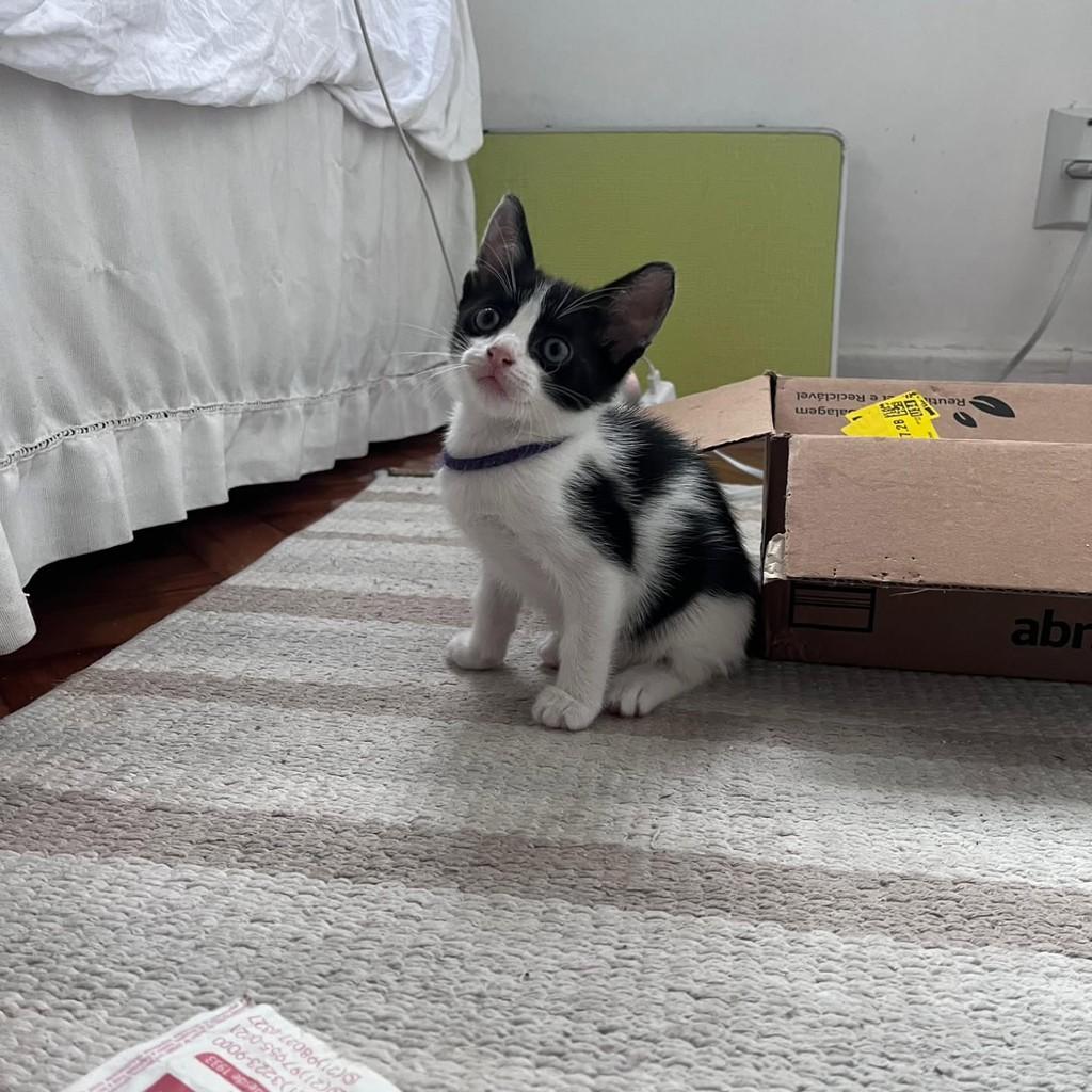 Miru, gata de porte pequeno para adoção em Rio de Janeiro - RJ