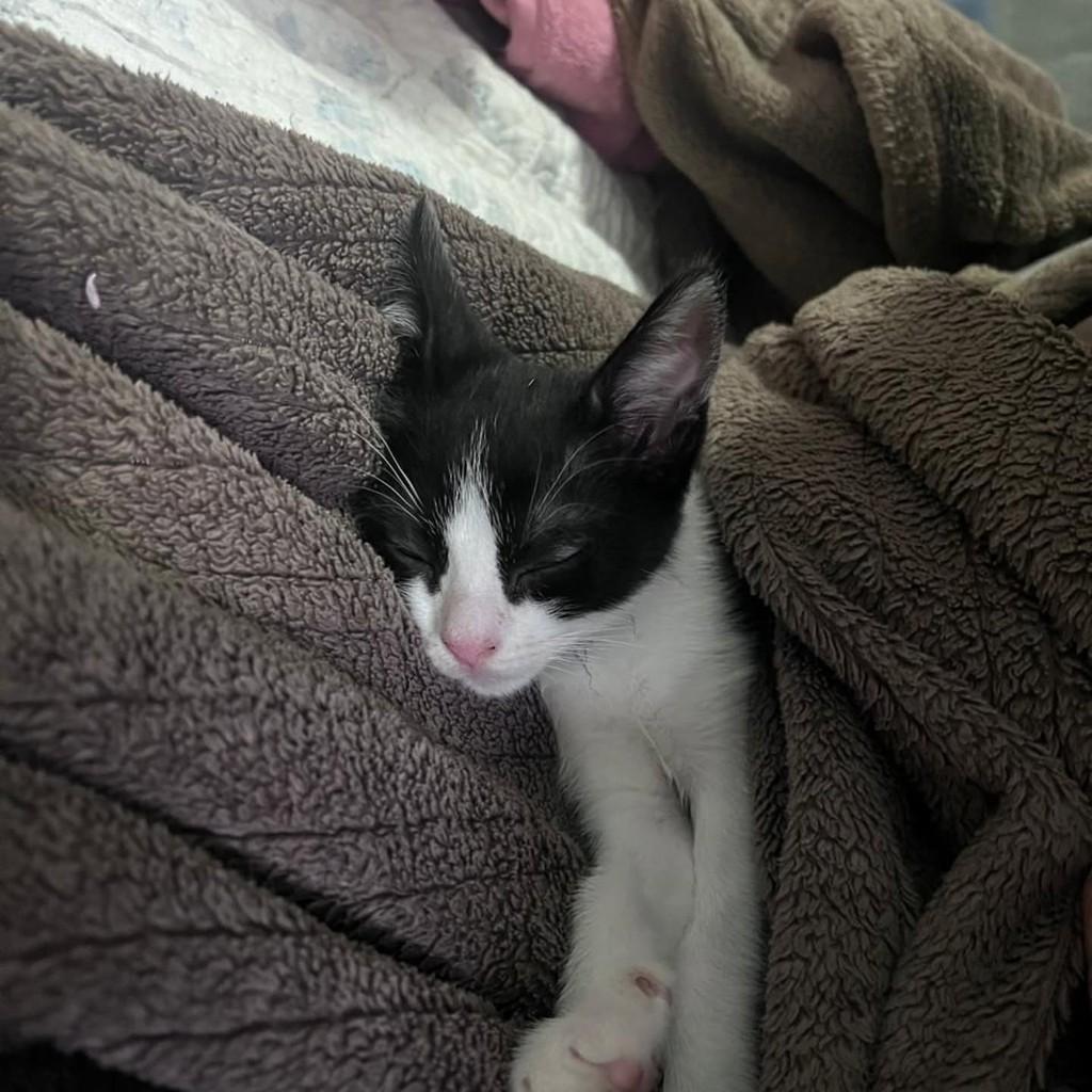 Miru, gata de porte pequeno para adoção em Rio de Janeiro - RJ — foto 2 de 8