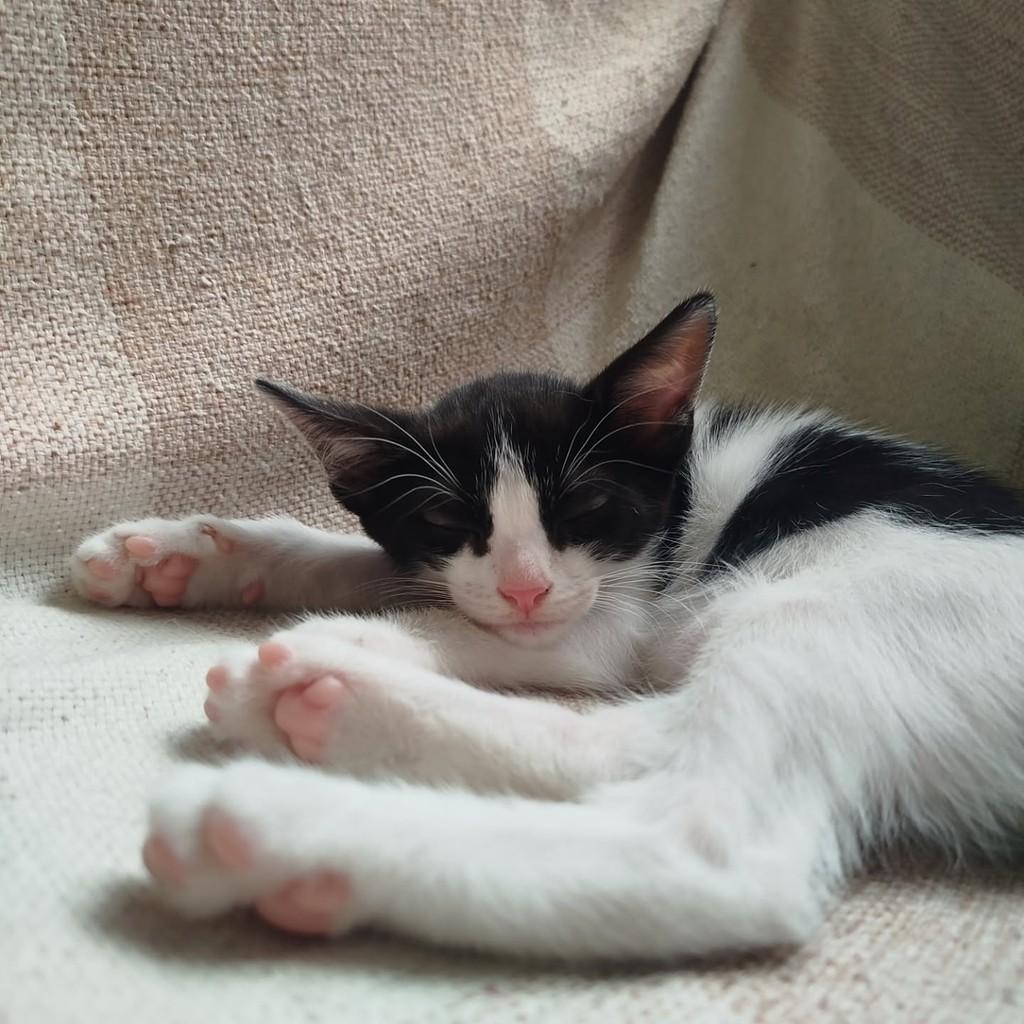 Miru, gata de porte pequeno para adoção em Rio de Janeiro - RJ — foto 3 de 8