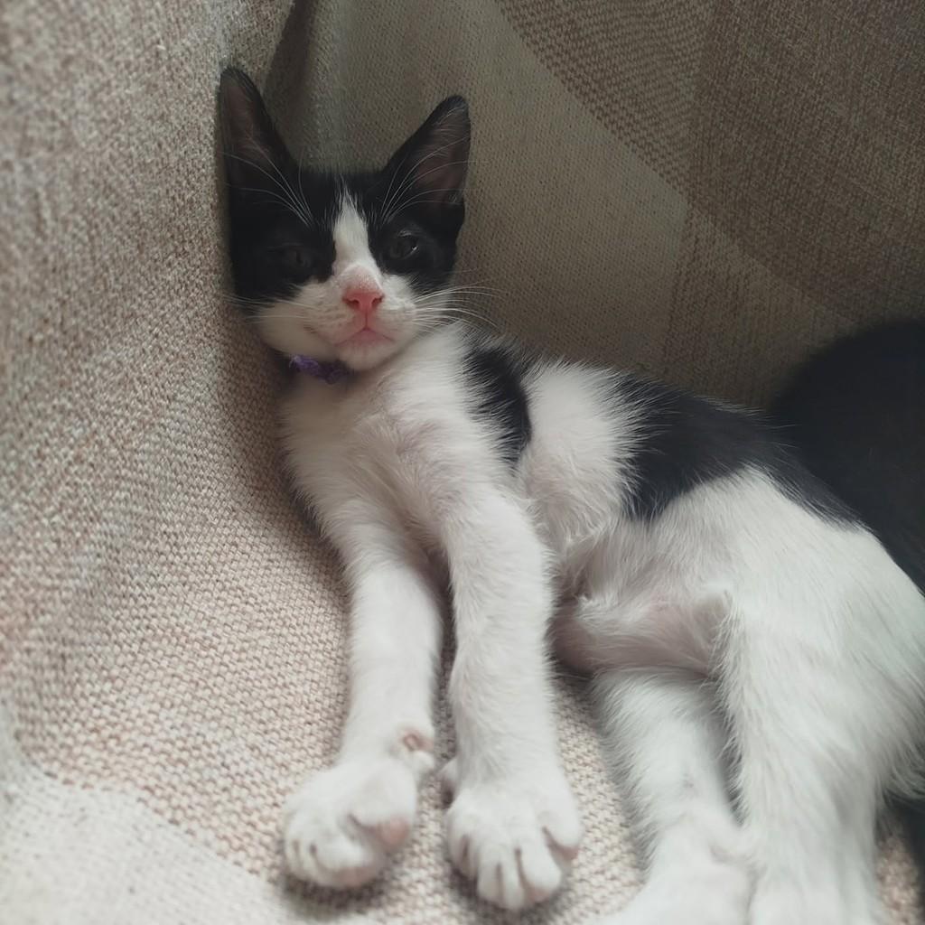 Miru, gata de porte pequeno para adoção em Rio de Janeiro - RJ — foto 5 de 8