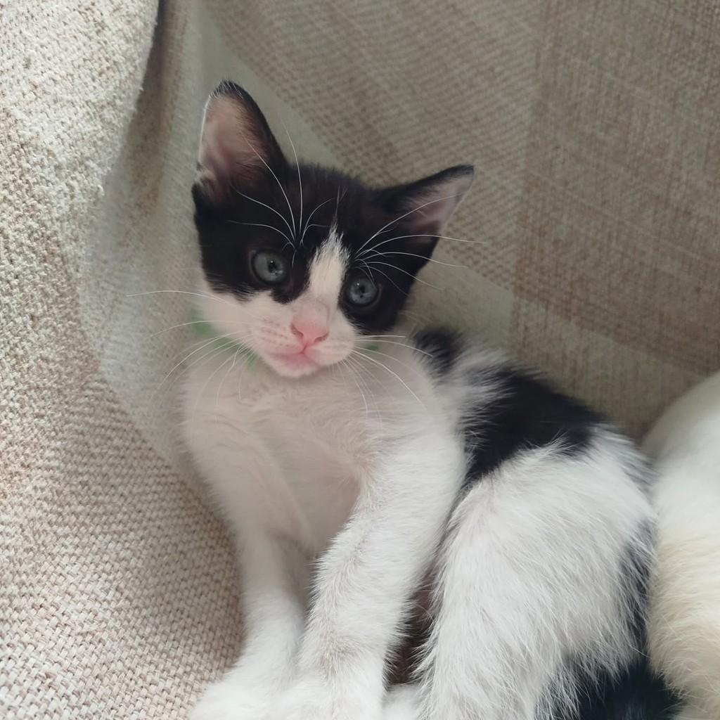 Mekabu, gata de porte pequeno para adoção em Rio de Janeiro - RJ — foto 2 de 4