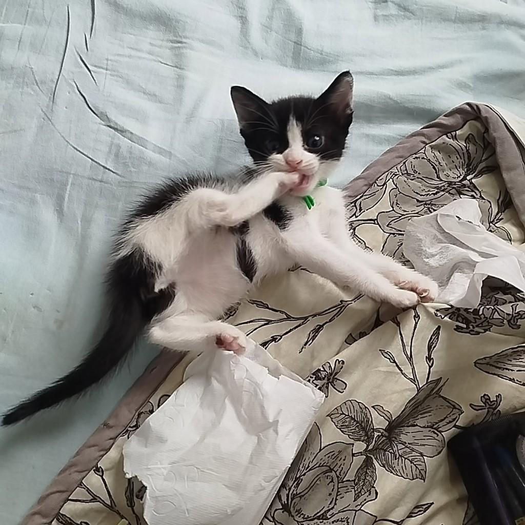 Mekabu, gata de porte pequeno para adoção em Rio de Janeiro - RJ — foto 4 de 4