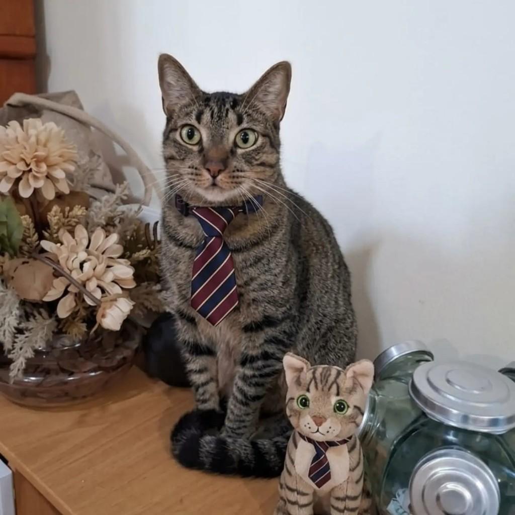 Odin, gato de porte médio para adoção em Rio de Janeiro - RJ