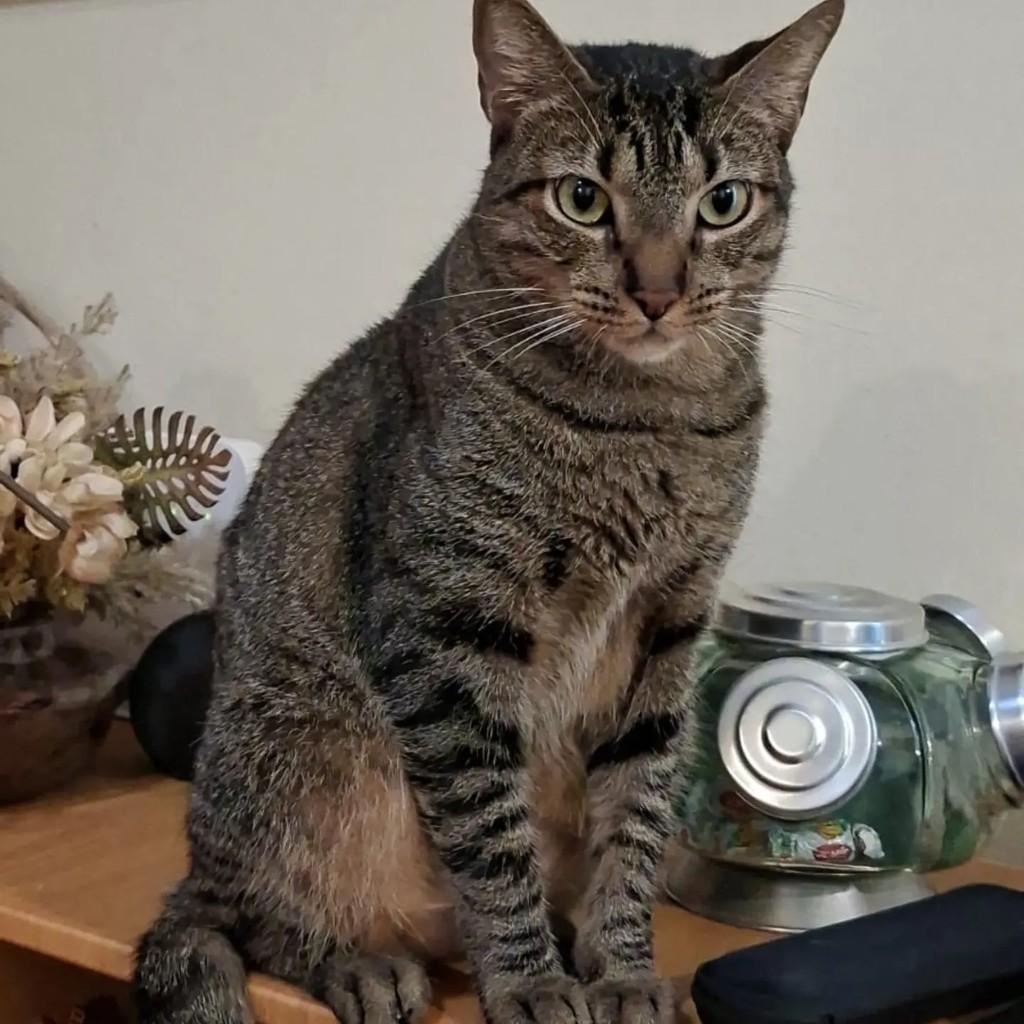 Odin, gato de porte médio para adoção em Rio de Janeiro - RJ — foto 2 de 8