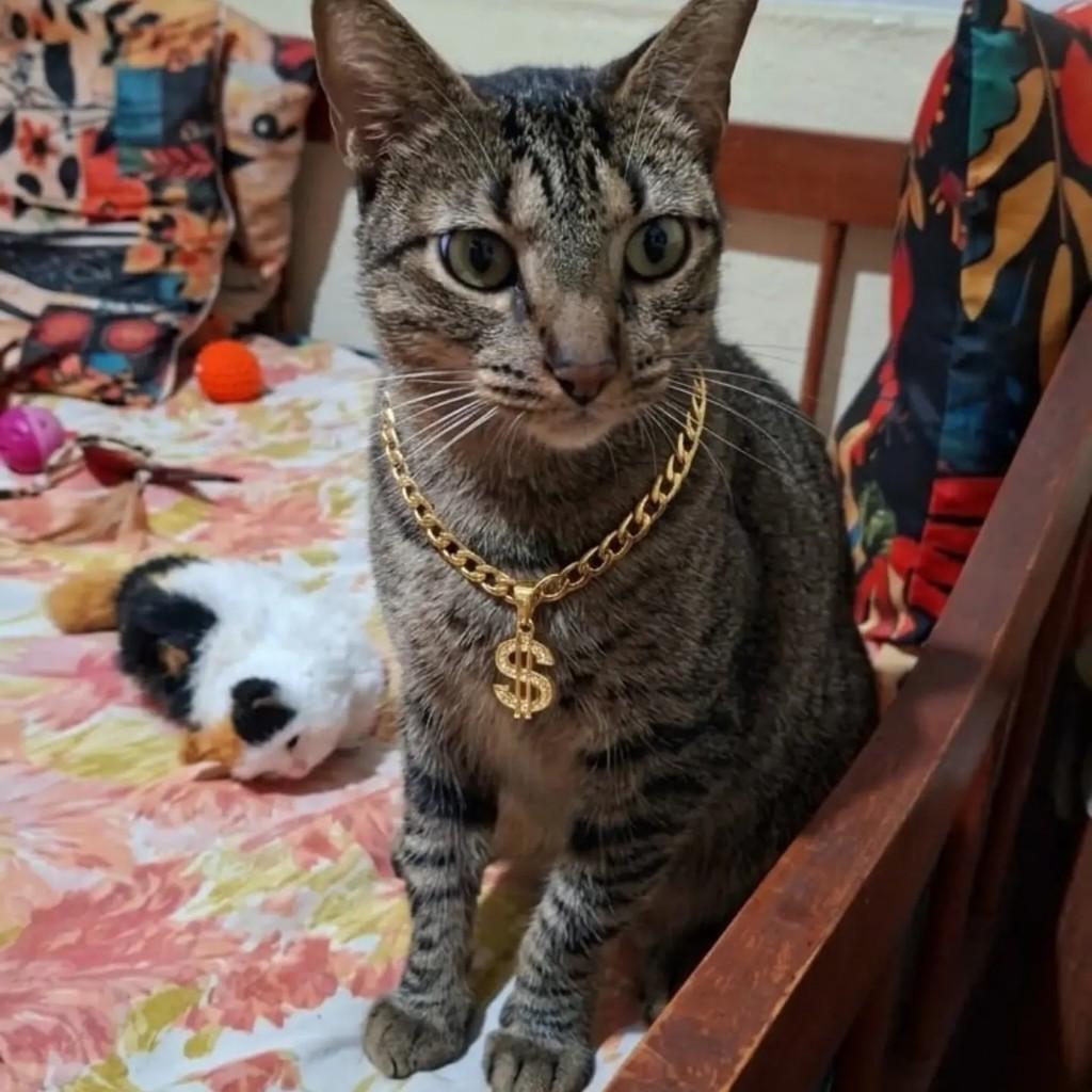 Odin, gato de porte médio para adoção em Rio de Janeiro - RJ — foto 3 de 8