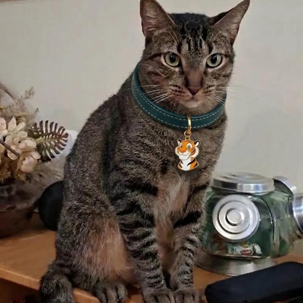 Odin, gato de porte médio para adoção em Rio de Janeiro - RJ — foto 4 de 8