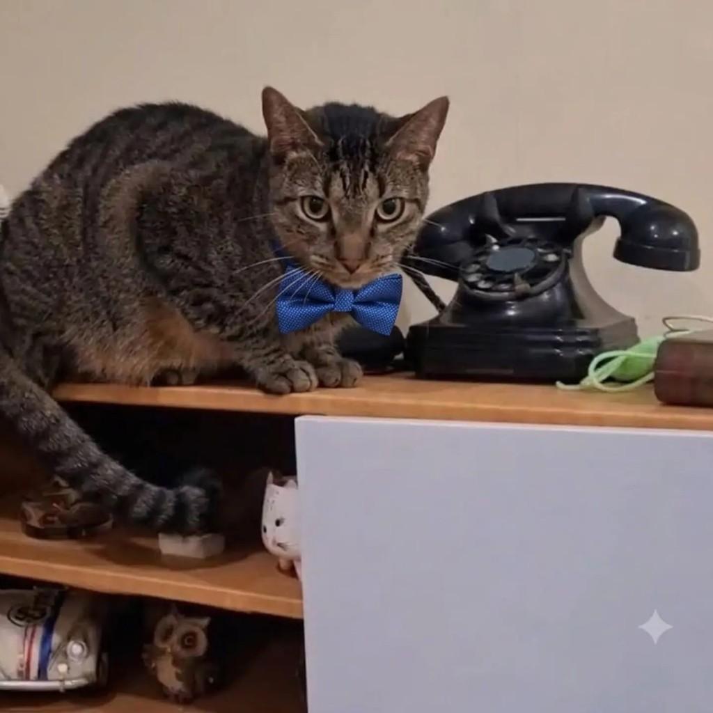 Odin, gato de porte médio para adoção em Rio de Janeiro - RJ — foto 5 de 8