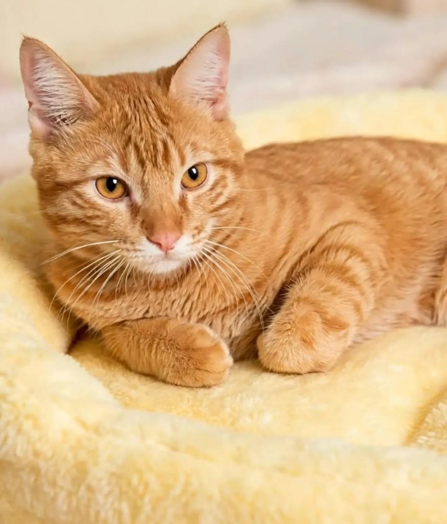 Jorge, gato de porte pequeno para adoção em Rio de Janeiro - RJ — foto 2 de 5
